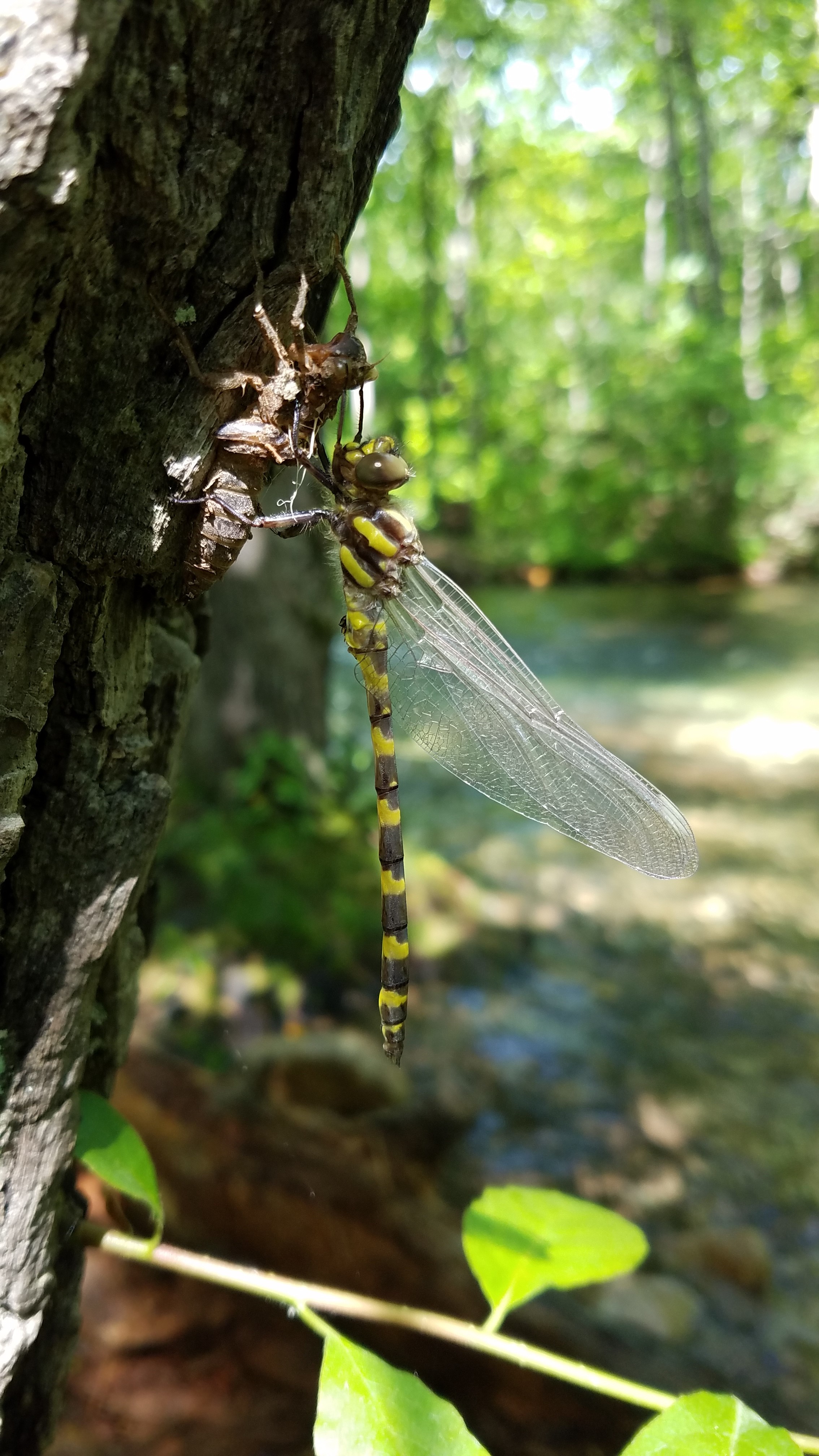 dragonfly molted on a tree